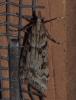 Eudonia angustea